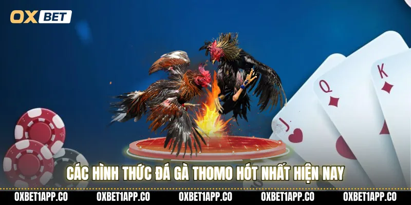 Các hình thức đá gà Thomo hót nhất hiện nay