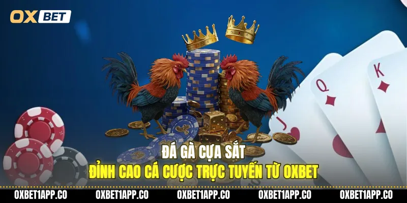 da ga cua sat dinh cao ca cuoc truc tuyen tu oxbet 01