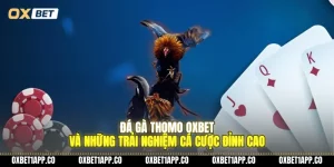 da ga thomo oxbet va nhung trai nghiem ca cuoc dinh cao 01