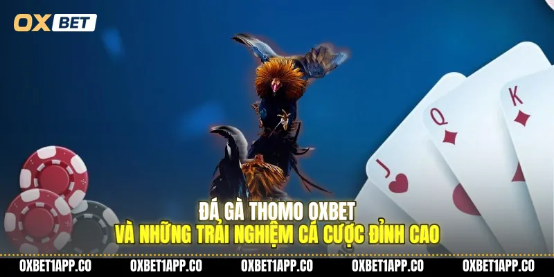 da ga thomo oxbet va nhung trai nghiem ca cuoc dinh cao 01