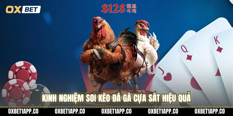 Kinh nghiệm soi kèo đá gà cựa sắt hiệu quả