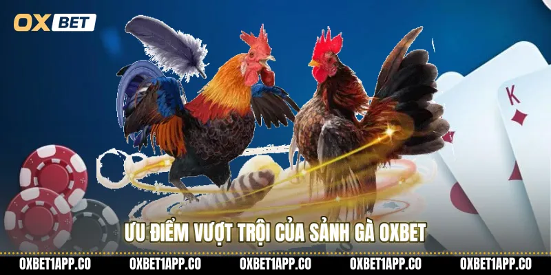 Ưu điểm vượt trội của sảnh gà OXBET